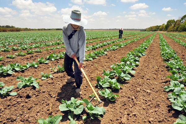 O êxito da agricultura brasileira